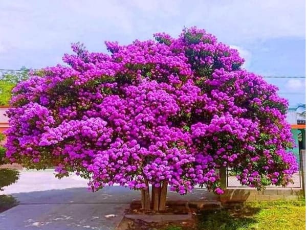 Nhìn thấy hoa bằng lăng vào mùa hè: