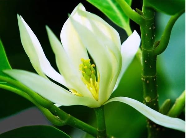 Nhìn thấy hoa Ngọc Lan mang ý nghĩa thịnh vượng