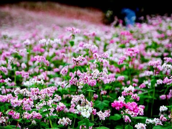 Trường hợp thấy hoa tam giác mạch trong lễ hội