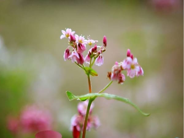 Nhìn thấy hoa tam giác mạch có ý nghĩa gì