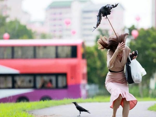 Thấy quạ đang tấn công