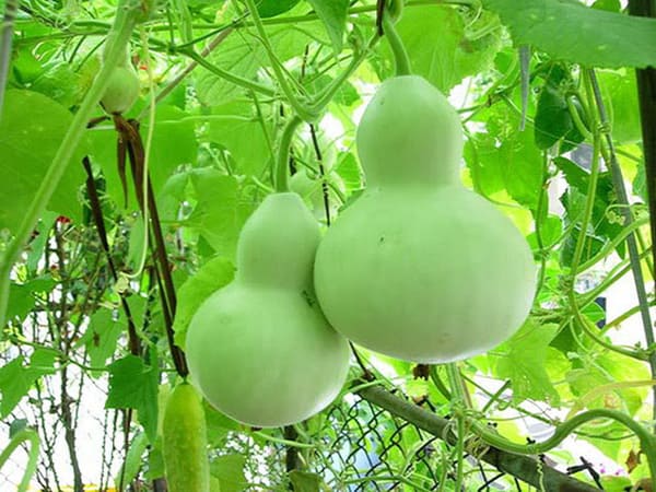Trường hợp trông thấy quả hồ lô trên cây