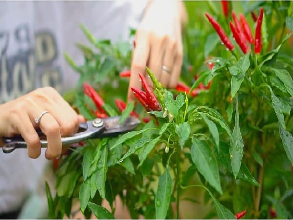 Nhìn thấy hái ớt đỏ