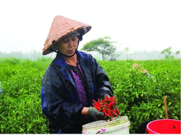 Trông thấy hái ớt (nói chung)
