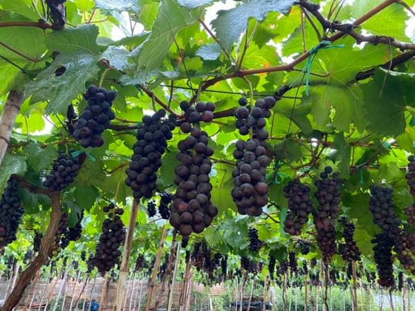 Trông thấy quả nho tím: