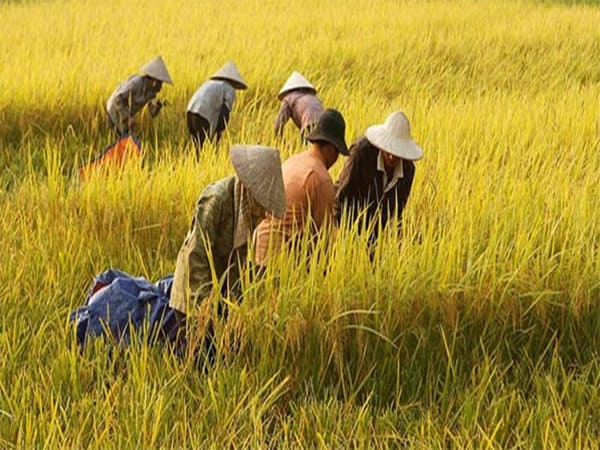 Tình huống nhìn thấy cánh đồng lúa rộng lớn đang được gặt