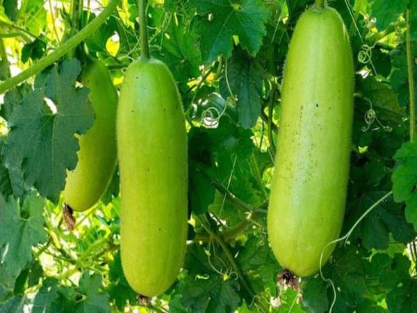 Nhìn thấy quả bí đao