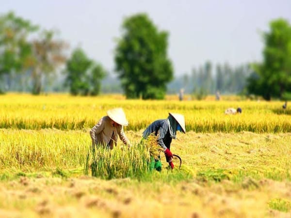 Trông thấy đang gặt lúa hứa hẹn sắp gặt hái thành công