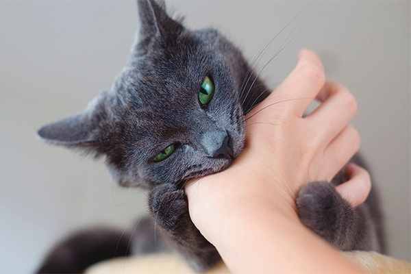 Mơ thấy mèo cắn điềm gì, nên làm gì để tránh xui?