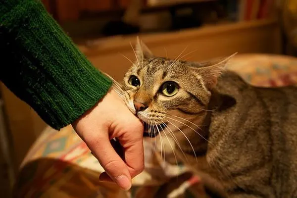Mơ thấy mèo cắn điềm gì, nên làm gì để tránh xui?