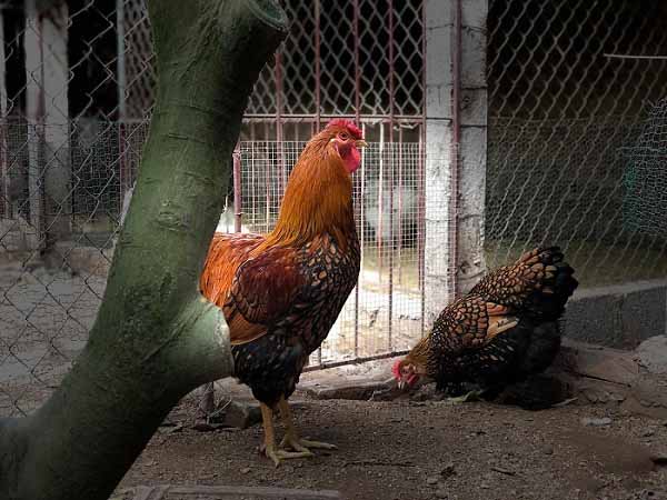 Nằm mơ thấy con gà có ý nghĩa gì?
