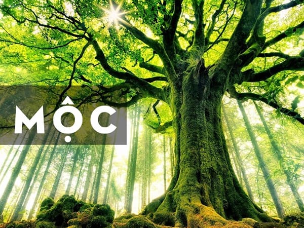 Tiết lộ con số gia tăng tài vận mệnh Mộc ngày 5/6/2025
