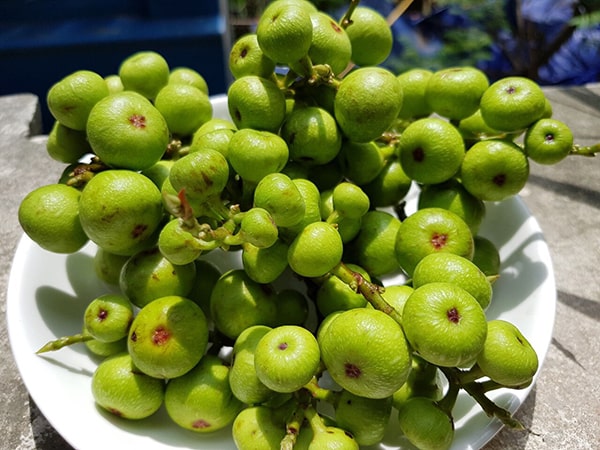 Giải mã giấc mơ thấy quả sung chi tiết nhất cho bạn