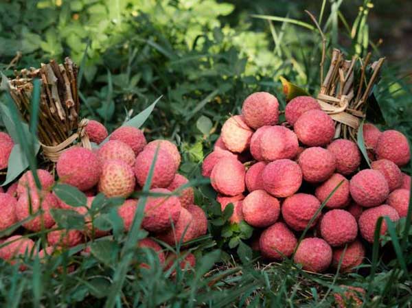 Mơ thấy quả vải chín mọng, căng tròn