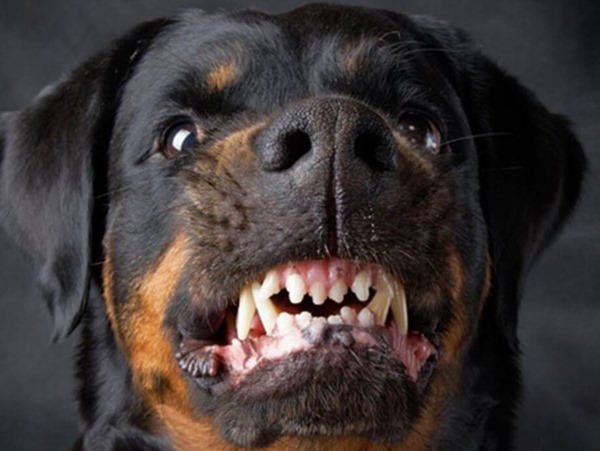 Nằm mơ thấy chó đuổi, chó đen đuổi cắn điềm gì? Nằm mơ thấy chó đuổi, chó đen đuổi cắn điềm gì?