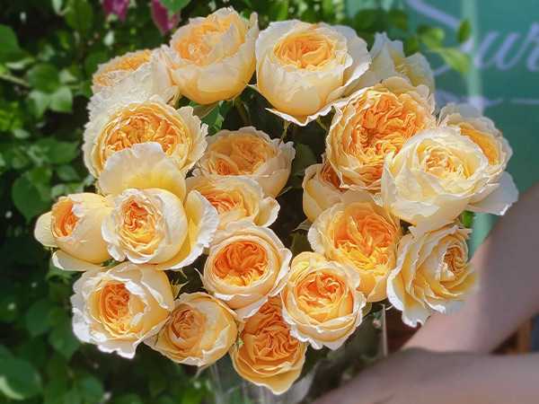 Nằm mơ thấy hoa hồng có điềm gì trong cuộc sống