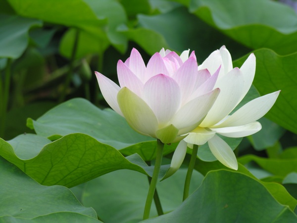 Giải mã giấc mơ thấy hoa sen có ý nghĩa gì đặc biệt