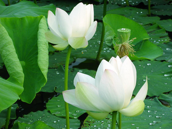Giải mã giấc mơ thấy hoa sen có ý nghĩa gì đặc biệt