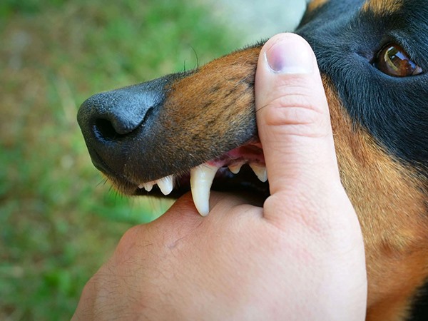 Nằm mơ thấy bị chó cắn là điềm gì, dữ hay lành? Nằm mơ thấy bị chó cắn là điềm gì, dữ hay lành?