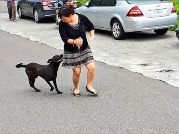 Nằm mơ thấy chó dí, mơ thấy chó dí cắn có điềm gì?