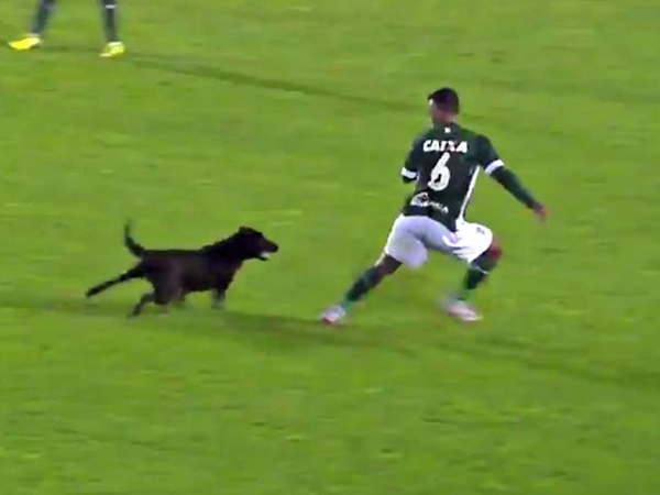 Nằm mơ thấy chó dí, mơ thấy chó dí cắn có điềm gì? Nằm mơ thấy chó dí, mơ thấy chó dí cắn có điềm gì?