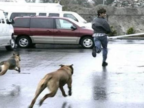 Nằm mơ thấy chó đuổi, chó đen đuổi cắn điềm gì?