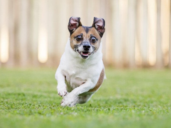 Nằm mơ thấy chó đuổi, chó đen đuổi cắn điềm gì?