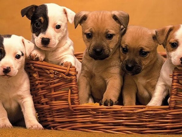 Nằm mơ thấy đàn chó con báo mộng điềm hên hay xui? Nằm mơ thấy đàn chó con báo mộng điềm hên hay xui?