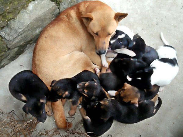 Nằm mơ thấy đàn chó con báo mộng điềm hên hay xui?