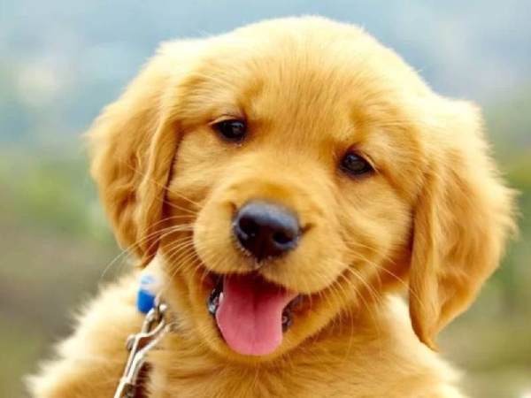 Con số may mắn tuổi Tuất 18/10/2025 hút tài chiêu lộc
