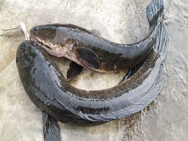 Mơ thấy bắt được cá lóc