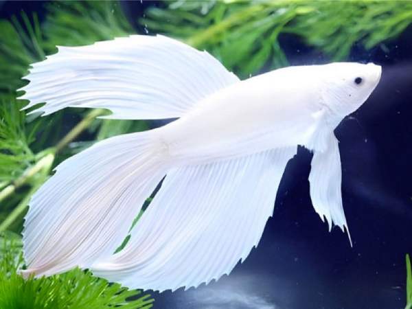 Ngủ mơ thấy cá trắng: Tín hiệu may mắn hay cảnh báo rủi ro?