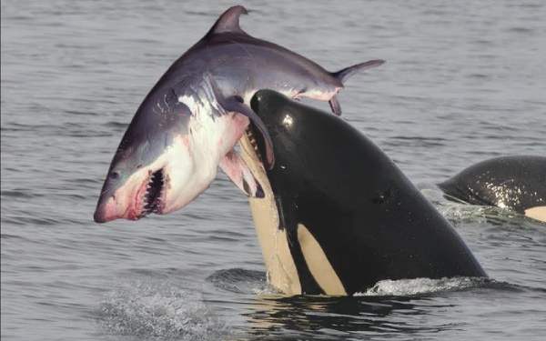 Nên làm gì khi có giấc mơ cá voi?