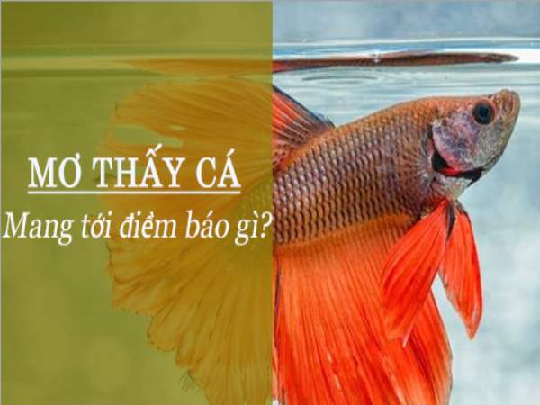 Chiêm bao thấy cá vàng Chiêm bao thấy cá vàng